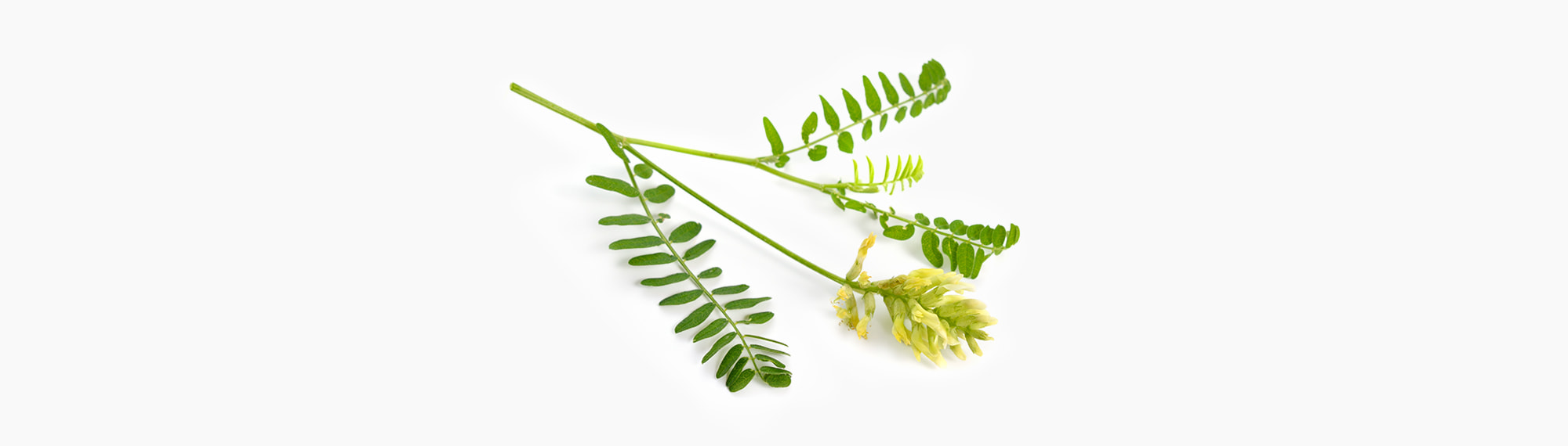 🌼︎ Astragalus Membranaceus