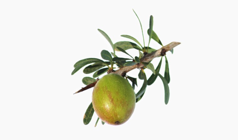 Argan Stammzellenextrakt (Argania Spinosa Callus Culture Extract) - hautpflegend, Inhaltsstoff Wirkstoff natürlich