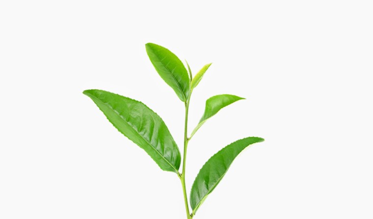 Grünteeextrakt (Camellia Sinensis Leaf Extrakt) gruenteepflanze antioxidant, hautschützend, Inhaltsstoff Wirkstoff natürlich