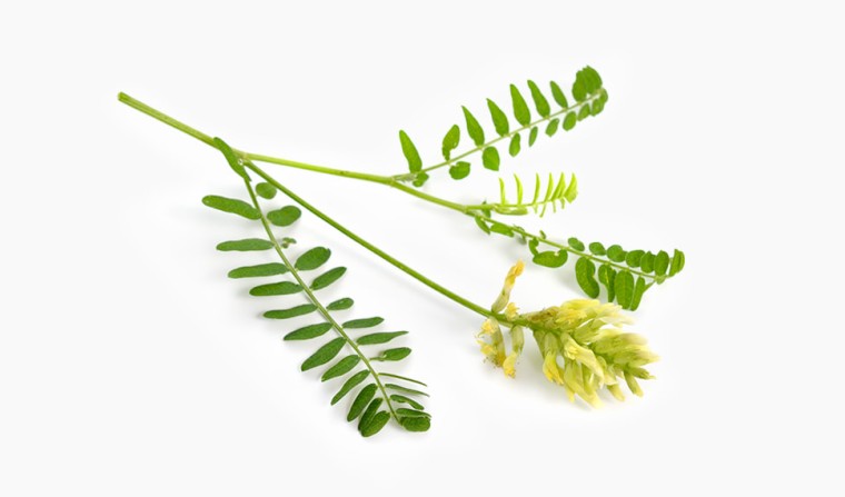 Powerwurzelextrakt Schmetterlingsblütler (Astragalus Membranaceus) reguliert Hauttalgproduktion, Inhaltsstoff Wirkstoff natürlich